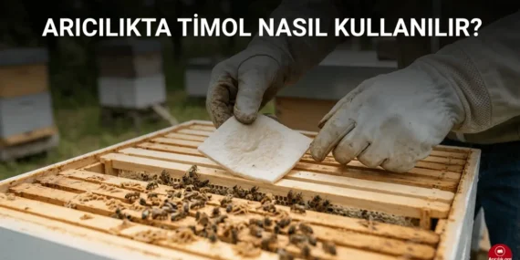 Arıcılıkta Timol Nedir,Nasıl Kullanılır? Varroa İçin Doğal Mücadele Yöntemi