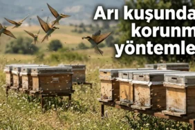 arı kuşundan korunma yöntemleri arılık