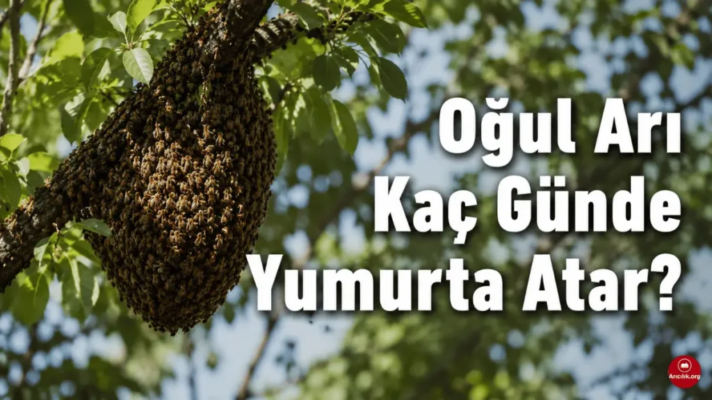 Ağaç dalında kümelenmiş oğul arı topluluğu