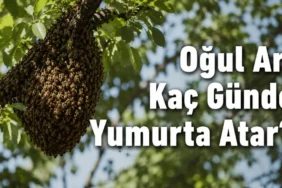 Ağaç dalında kümelenmiş oğul arı topluluğu