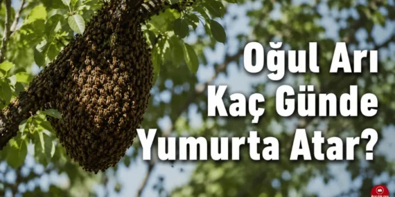 Oğul Arı Ne Zaman Yumurta Atar? Çiftleşme ve Gelişim Süreci