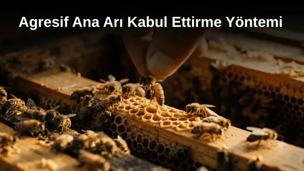 Arıcılıkta agresif kolonilere yeni ana arının kabul ettirilme süreci