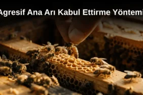 Arıcılıkta agresif kolonilere yeni ana arının kabul ettirilme süreci