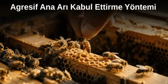 Agresif Ana Arı Kabul Ettirme Yöntemi Profesyonellerin Uyguladığı