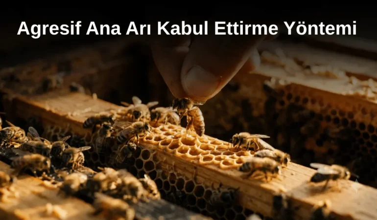 Agresif Ana Arı Kabul Ettirme Yöntemi Profesyonellerin Uyguladığı