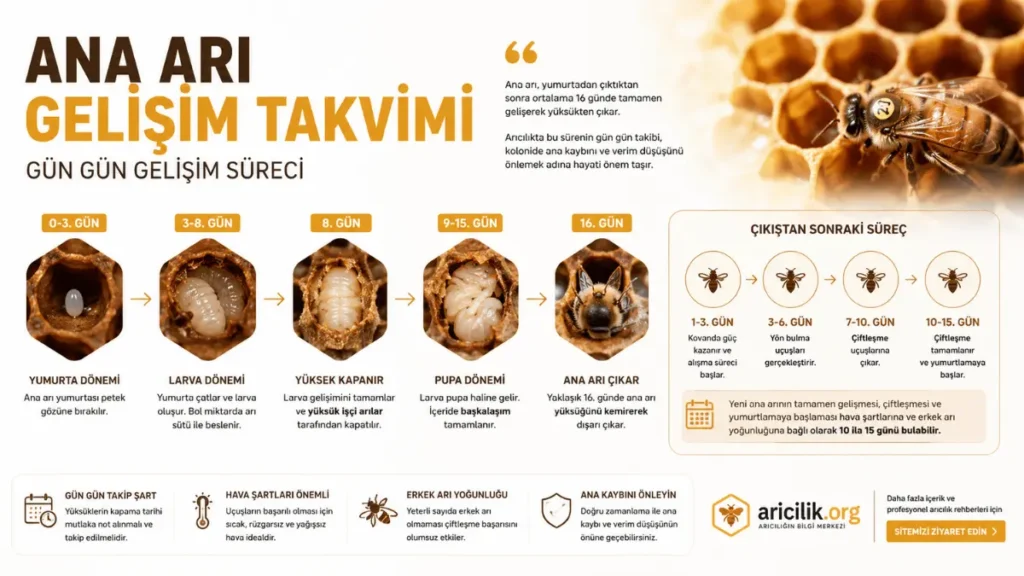 ana ari kac gunde cikar gelisim takvimi