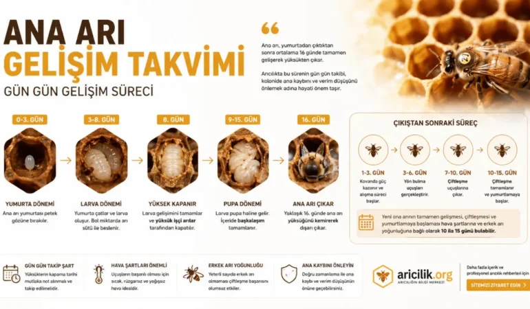 Ana Arı Kaç Günde Çıkar? Ana Arı Gelişim Süreci