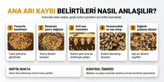 Ana Arı Kaybı Belirtileri Nasıl Anlaşılır?
