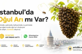ari-ihbar-hatti-aricilikorg