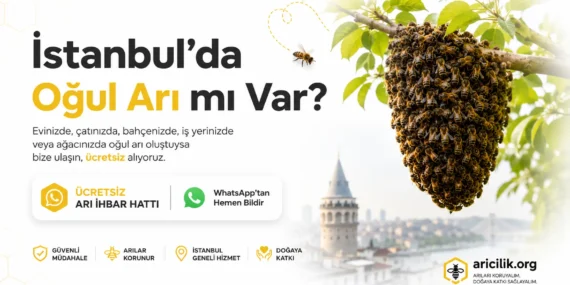 İstanbul’da Oğul Arı mı Var? Arıcılık.org Ücretsiz Alıyor