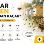 Bölme Arılara Kek mi Verilmeli, Şurup mu? Hangisi Daha Doğru? thumbnail