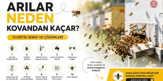 Arılar Neden Kovandan Kaçar? En Yaygın Sebepler ve Çözümleri