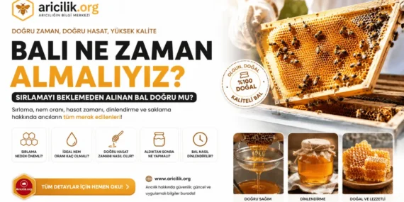 Bal Hasadı Ne Zaman Yapılır? Sırlama, Nem ve Sağım Teknikleri
