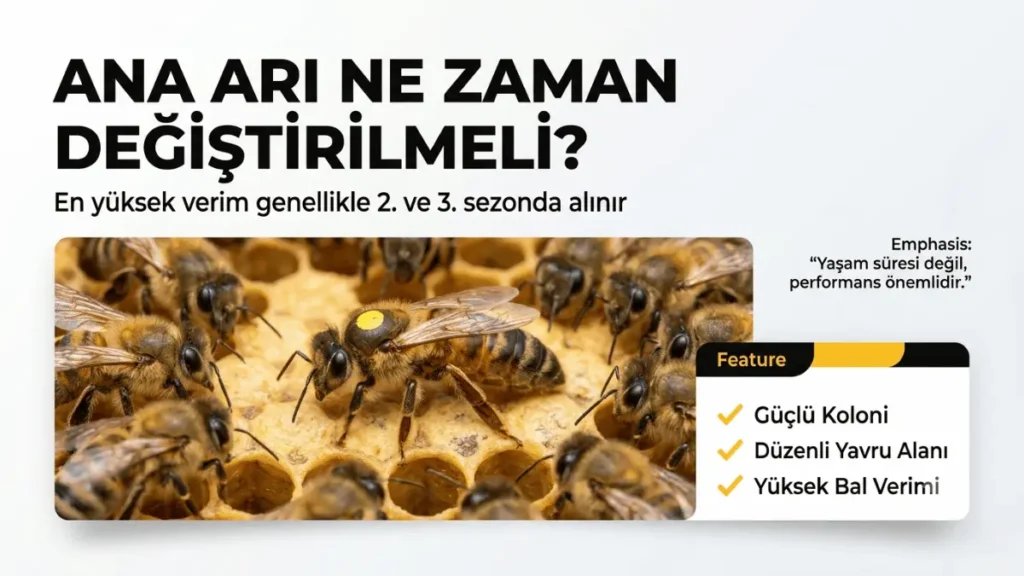 Ana arı değiştirme, genç ana arı ile koloni güçlendirme ve arıcılıkta verim artırma süreci