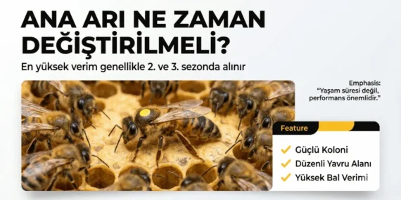 Ana Arı Ömrü Kaç Yıldır? Ana Arı Ne Zaman Değiştirilmeli?