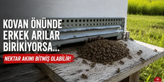 Kovan Önünde Erkek Arılar Birikmiş ve İçeri Alınmıyorsa Ne Anlama Gelir?