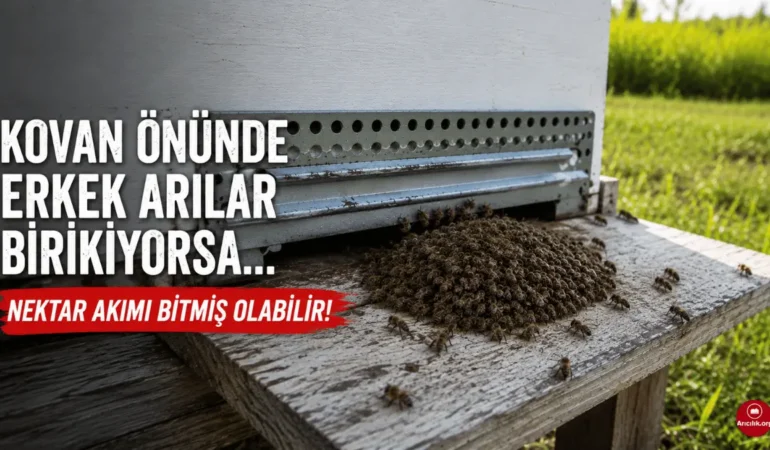 Kovan Önünde Erkek Arılar Birikmiş ve İçeri Alınmıyorsa Ne Anlama Gelir?