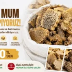 Rulamit ile Varroa Mücadelesi: Ne Zaman, Nasıl Kullanılır? thumbnail