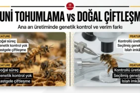 Suni tohumlama ve doğal çiftleşme ile ana arı üretiminde genetik kontrol ve verim farklarının karşılaştırılması