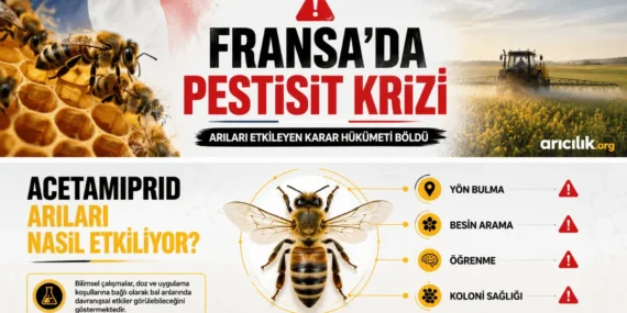 Fransa’da Arılar İçin Pestisit Krizi: Çevre Bakanı İstifa Etmek İstedi