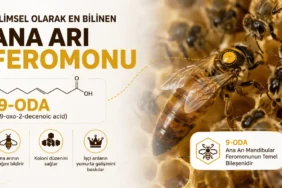 Ana arı feromonu bileşenleri