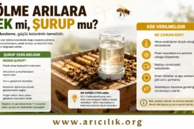 ölme arılarda şurup beslemesi