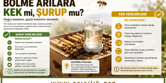 Bölme Arılara Kek mi Verilmeli, Şurup mu? Hangisi Daha Doğru?