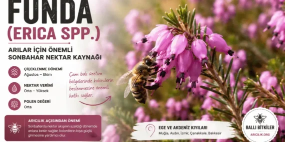 Funda (Erica spp.): Çam Balı Bölgelerinin Görünmeyen Ortağı