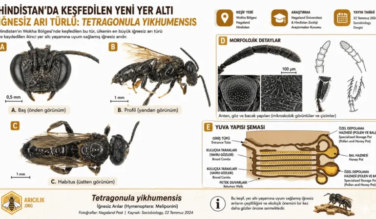 Hindistan’da Yeni Bir İğnesiz Arı Türü Keşfedildi