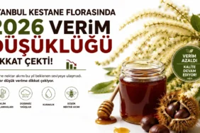 İstanbul kestane balı verim düşüklüğü ve kestane florası görseli