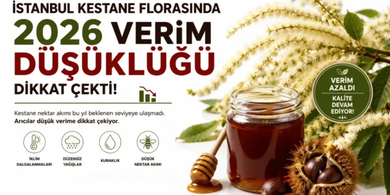 İstanbul Kestane Florasında 2026 Verim Düşüklüğü Yaşandı