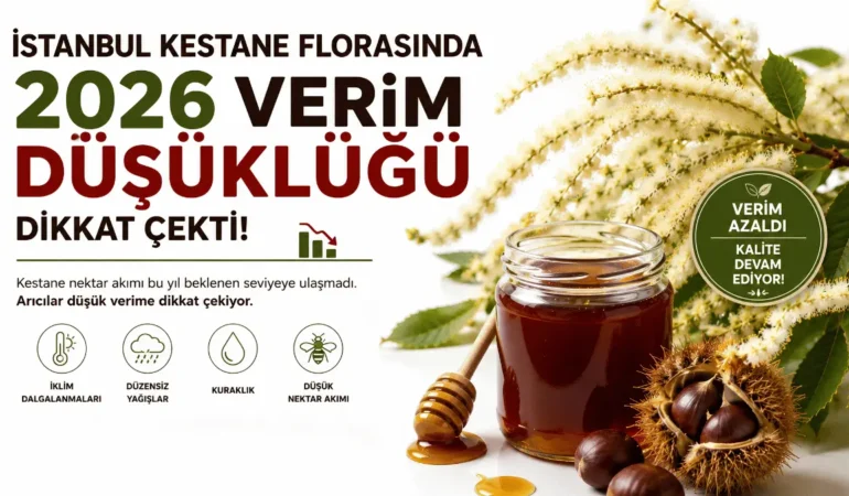 İstanbul Kestane Florasında 2026 Verim Düşüklüğü Yaşandı
