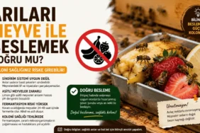 Arıları meyve ile besleme