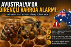 Avustralya’da Dirençli Varroa Alarmı: İlaçlar Neden Etkisini Kaybediyor? Avustralya’da dirençli Varroa