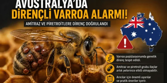 Avustralya’da Dirençli Varroa Alarmı: İlaçlar Neden Etkisini Kaybediyor?