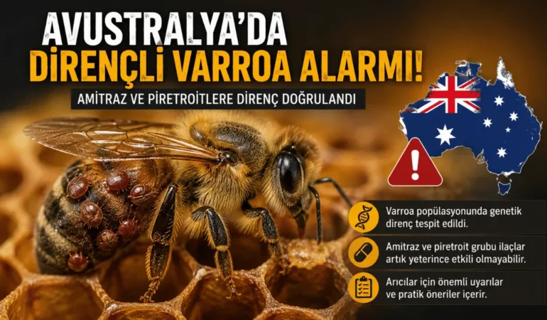 Avustralya’da Dirençli Varroa Alarmı: İlaçlar Neden Etkisini Kaybediyor?