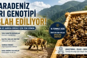 Kafkas Ana Arı – Soğuk İklimlere Uyumlu ve Yüksek Propolis Kapasiteli Irk