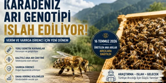 Karadeniz Arı Genotipi Islah Ediliyor: Verim ve Varroa Direnci İçin Yeni Dönem