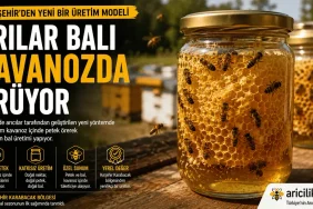 Kavanozda bal üretimi — arıların cam kavanoz içinde petek ördüğü Kırşehir üretim yöntemi