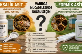 Arı Kovanı Kaç Kilo Olmalı? Kovan Ağırlığı Ne Anlatır?