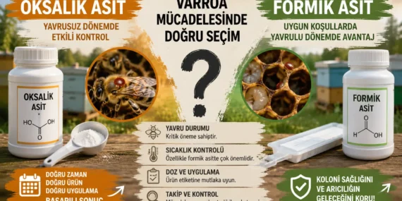 Oksalik Asit mi Formik Asit mi? Hangi Durumda Hangisi Tercih Edilmeli?