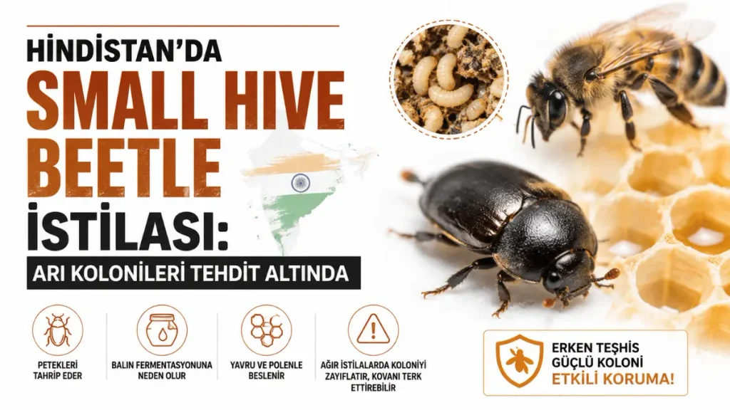 Hindistan'da Small Hive Beetle istilası ve arı kolonilerine etkileri