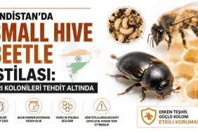 Hindistan'da Small Hive Beetle istilası ve arı kolonilerine etkileri