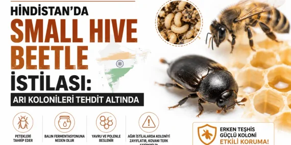 Hindistan’da Small Hive Beetle İstilası: Arı Kolonileri Tehdit Altında