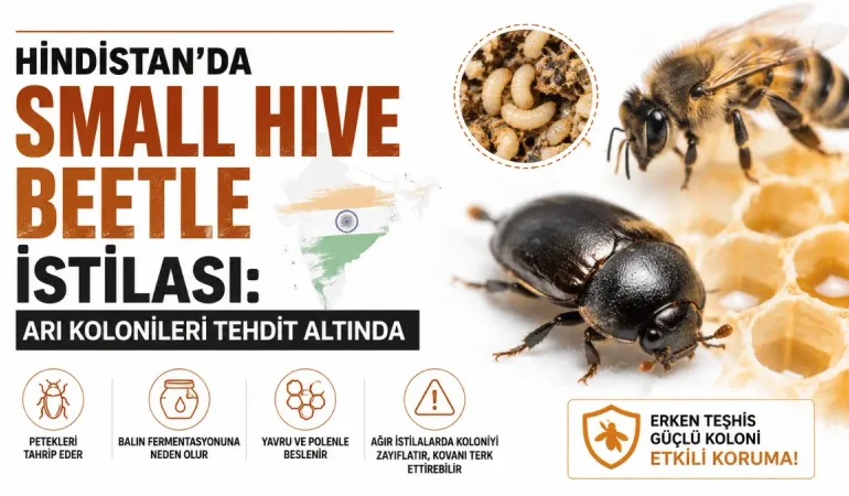 Hindistan’da Small Hive Beetle İstilası: Arı Kolonileri Tehdit Altında