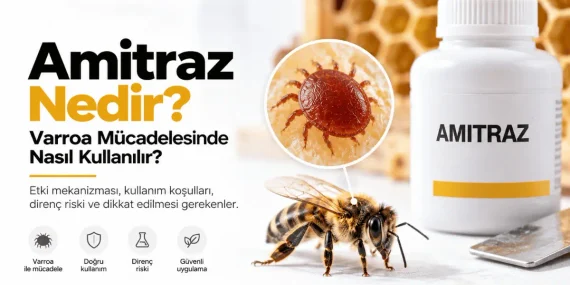 Amitraz Nedir? Varroa Mücadelesinde Nasıl Kullanılır?