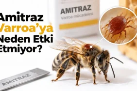 Amitraz ve Varroa mücadelesi
