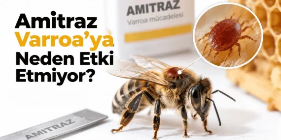 Amitraz Varroa’ya Neden Artık Etki Etmiyor? İşte Nedeni