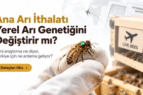 Ana arı ithalatı ve yerel arı genetiği