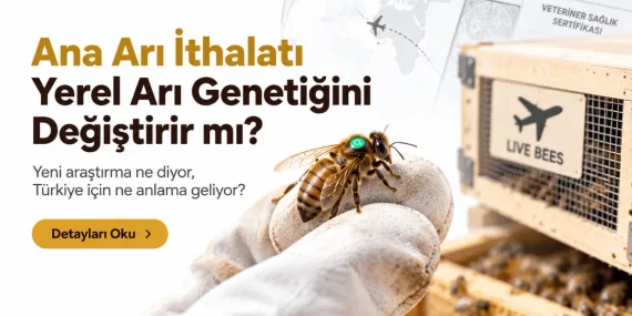 Ana Arı İthalatı Yerel Arı Genetiğini Değiştirir mi?
